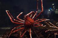 日本杀人蟹：恐怖生物的真相揭秘