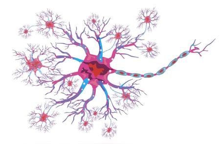 七氯对斑马鱼多巴胺神经元的毒性效应：神经系统的潜在威胁是什么？