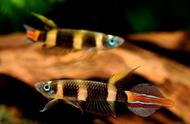 斑点美鱼：斑节鳉的魅力