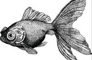 龙的化身：金鱼正种，如何正确养护龙睛金鱼？