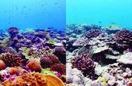 藻类“搭档”助力珊瑚抵御热浪侵袭