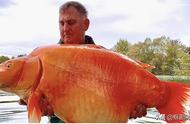 你能想象世界上最大的金鱼有多重吗？