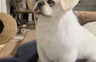 主人展示家中的京巴犬，网友惊叹：它的舌头长得令人难以置信！