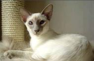 巴厘猫：一种贵族血统的猫咪，了解其悠久历史