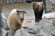 金毛羚牛：自然界的奇特生物