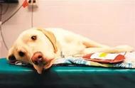 福懋动物医院揭秘：狗狗最“坚强”的器官是如何被破坏的？