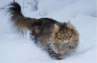 探索挪威森林猫的神秘起源：你知道它的祖先来自哪里吗？
